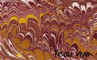 5_coquille peign�e marron